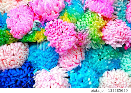 カラフルな菊の花 カラフルな菊の花 133285639