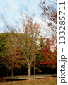 兵庫県三木市・県立公園の秋、紅葉 133285711