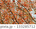 兵庫県三木市・県立公園の秋、紅葉 133285712