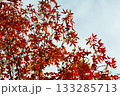 兵庫県三木市・県立公園の秋、紅葉 133285713