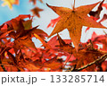 兵庫県三木市・県立公園の秋、紅葉 133285714