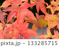 兵庫県三木市・県立公園の秋、紅葉 133285715