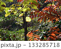 兵庫県三木市・県立公園の秋、紅葉 133285718