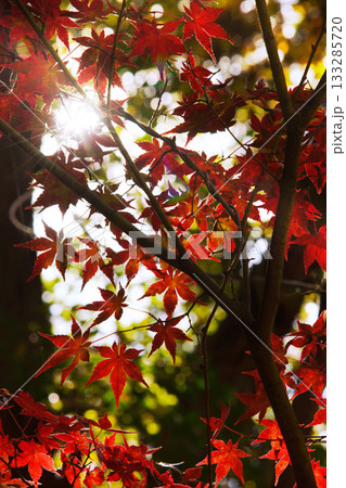 兵庫県三木市・県立公園の秋、紅葉 133285720