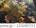 兵庫県三木市・県立公園の秋、紅葉 133285721