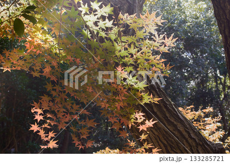 兵庫県三木市・県立公園の秋、紅葉 兵庫県三木市・県立公園の秋、紅葉 133285721