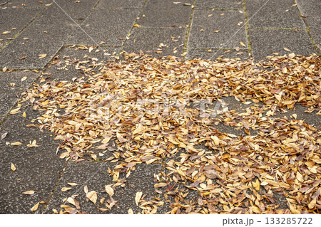 秋の落ち葉 散歩道 地面 一面 黄色い イメージ 秋の落ち葉 散歩道 地面 一面 黄色い イメージ 133285722