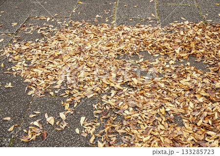 秋の落ち葉 散歩道 地面 一面 黄色い イメージ 133285723