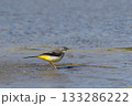 水辺を歩くキセキレイ 133286222