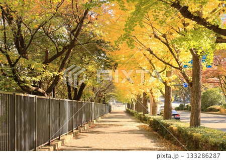 外務省裏の紅葉 133286287