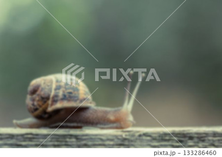 Close-up of snail on wood Close-up of snail on wood 133286460