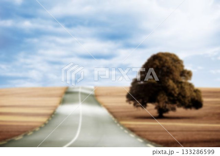 Tree on grass by empty road 133286599