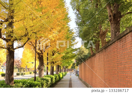 衆議院議員会館前の紅葉 133286717