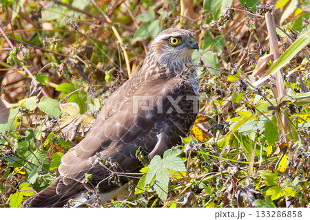 河原に降りたハイタカ幼鳥、クローズアップ 133286858