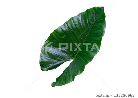 Heart shaped green leaves of Elephant Ear or Giant Taro (Alocasia species) 133286963