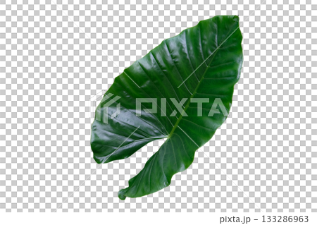 Heart shaped green leaves of Elephant Ear or Giant Taro (Alocasia species) Heart shaped green leaves of Elephant Ear or Giant Taro (Alocasia species) 133286963
