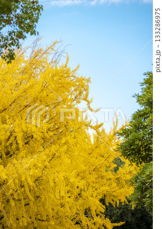 イチョウ 青空 紅葉 秋 11月 素材 【神奈川県】 イチョウ 青空 紅葉 秋 11月 素材 【神奈川県】 133286975