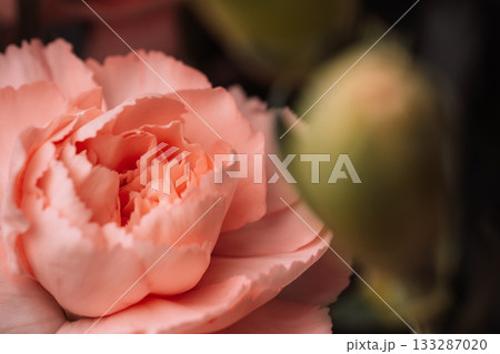 Peach carnation flower macro with gentle petals 133287020