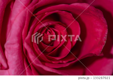 Deep red rose spiral macro center texture 133287021