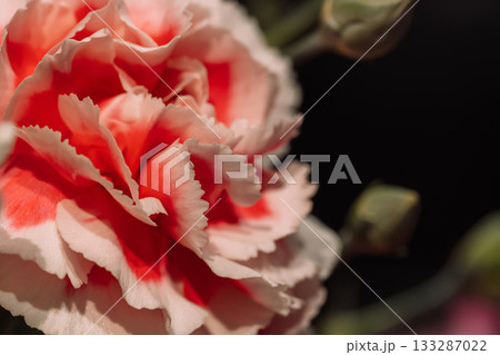 Bicolor carnation macro with red center Bicolor carnation macro with red center 133287022