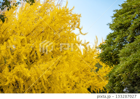 イチョウ 青空 紅葉 秋 11月 素材 【神奈川県】 イチョウ 青空 紅葉 秋 11月 素材 【神奈川県】 133287027