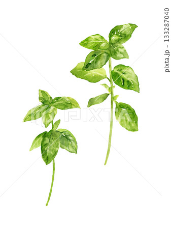 バジルの手描き水彩イラスト 133287040