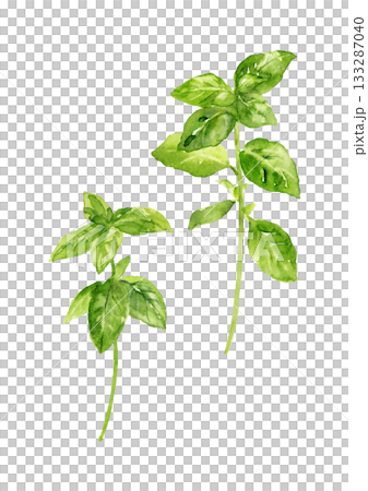 バジルの手描き水彩イラスト 133287040