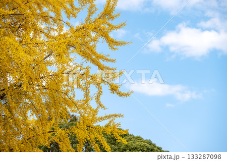 イチョウ 青空 紅葉 秋 11月 素材 【神奈川県】 イチョウ 青空 紅葉 秋 11月 素材 【神奈川県】 133287098