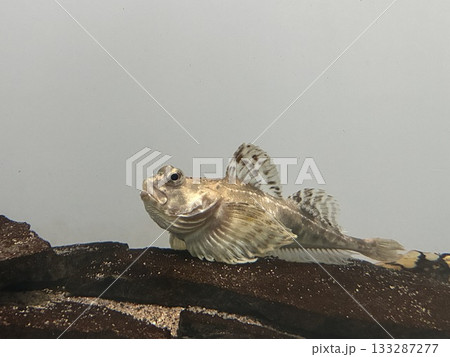 アークティックスタッグホーンスカルピン 133287277