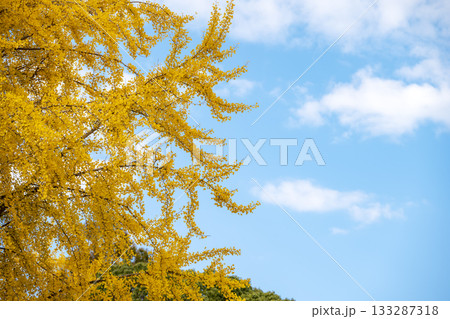 イチョウ 青空 紅葉 秋 11月 素材 【神奈川県】 イチョウ 青空 紅葉 秋 11月 素材 【神奈川県】 133287318