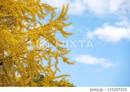 イチョウ 青空 紅葉 秋 11月 素材 【神奈川県】 イチョウ 青空 紅葉 秋 11月 素材 【神奈川県】 133287320