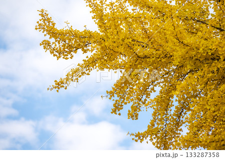 イチョウ 青空 紅葉 秋 11月 素材 【神奈川県】 133287358