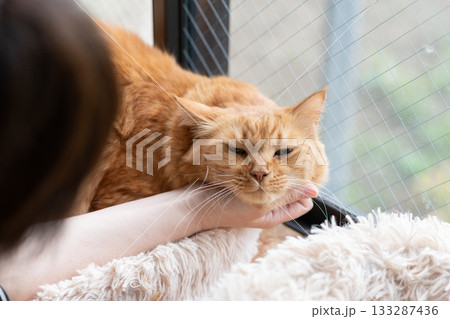 猫を撫でる　茶トラ猫 133287436