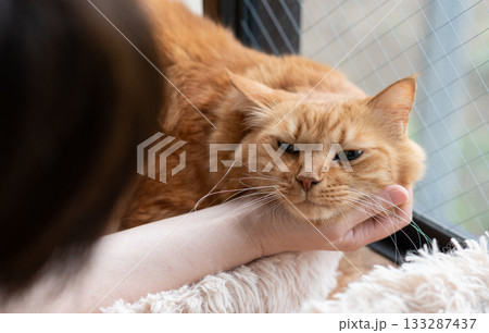 猫を撫でる　茶トラ猫 133287437