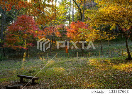 紅葉(奥高尾、一丁平) 紅葉(奥高尾、一丁平) 133287668