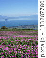 びわこ箱館山の花畑 133287780