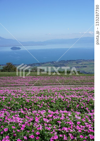 びわこ箱館山の花畑 びわこ箱館山の花畑 133287780