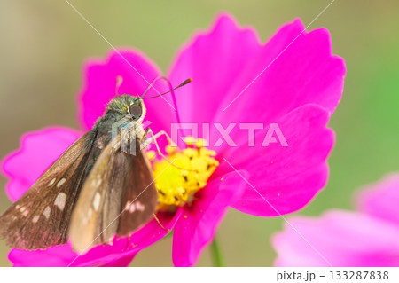 コスモスの花の蜜を吸うセセリチョウ 133287838