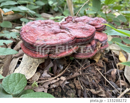 サルノコシカケ サルノコシカケ 133288272