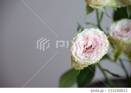 ストロベリーミルフィーユ ストロベリーミルフィーユ 133288621