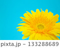 青バックに映える黄色いガーベラ 133288689