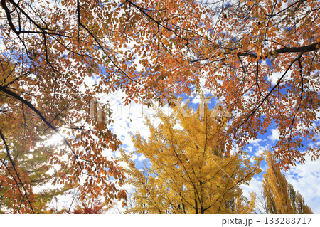 大池公園紅葉 133288717