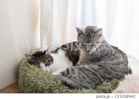 窓辺で眠る二匹の猫 133288942
