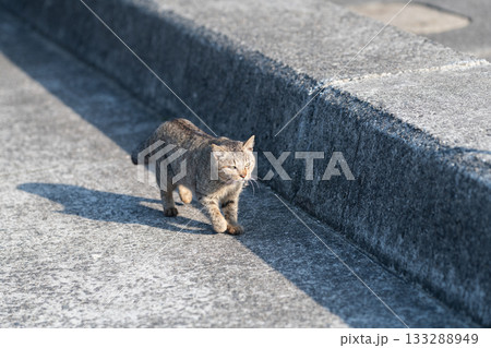 堤防を歩く猫 堤防を歩く猫 133288949