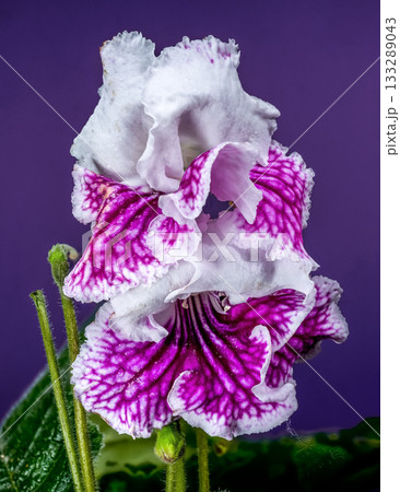 Vivid Purple and White Streptocarpus Blooms Against a Solid Violet Backdrop Vivid Purple and White Streptocarpus Blooms Against a Solid Violet Backdrop 133289043