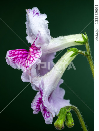 Purple Streptocarpus Flower with Dew on Green Background 133289061
