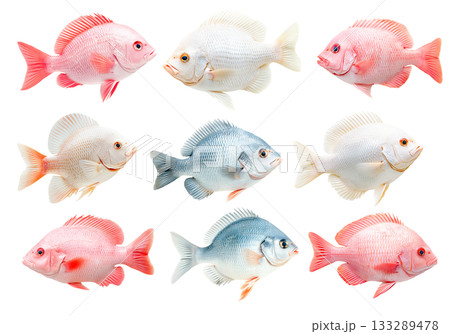 Set of orange and white Tilapia fish with detailed scales and fins isolated on white transparent background Set of orange and white Tilapia fish with detailed scales and fins isolated on white transparent background 133289478