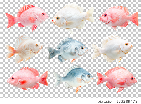 Set of orange and white Tilapia fish with detailed scales and fins isolated on white transparent background 133289478