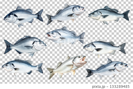 Set of Silver sea bass fish isolated on white transparent background, showcasing its shiny scales and natural texture Set of Silver sea bass fish isolated on white transparent background, showcasing its shiny scales and natural texture 133289485