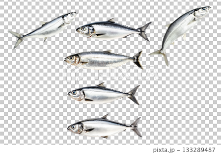 Set of sardine fish with detailed scales and fins isolated on white transparent background, symbolizing seafood 133289487